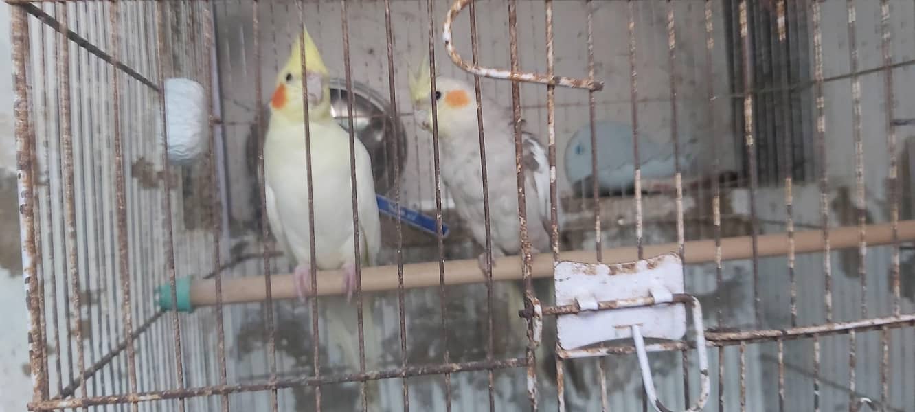 cocateil pair 0