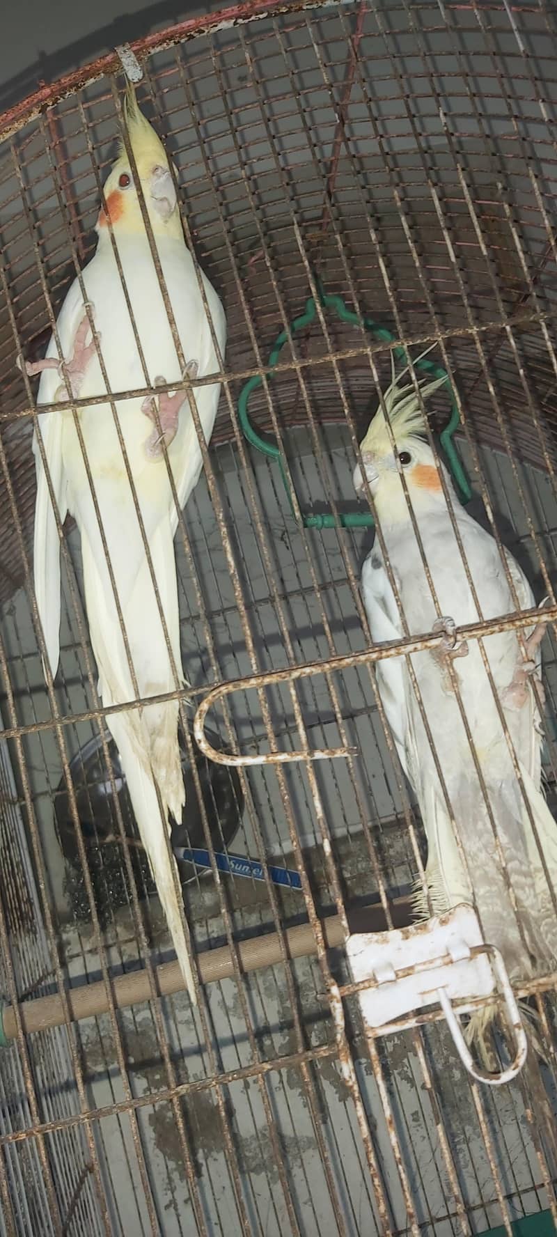 cocateil pair 3