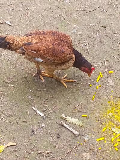 Aseel murgi ha egg dyti ha