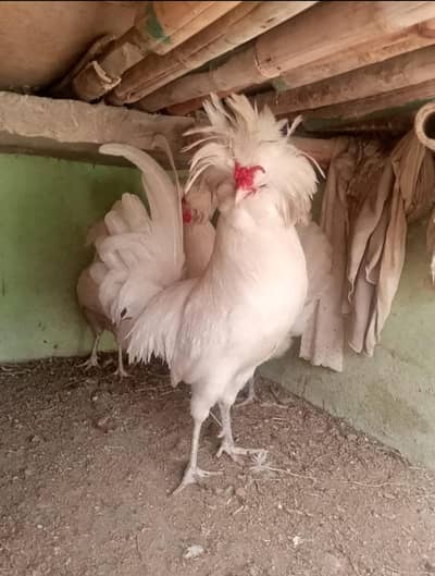 Polish hens breeders trio healthy and active available for sale