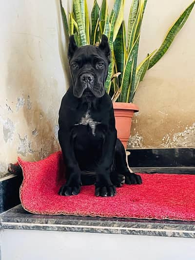 Cane Corso Puppy | cane corso Dog | Puppies | Imported Breed