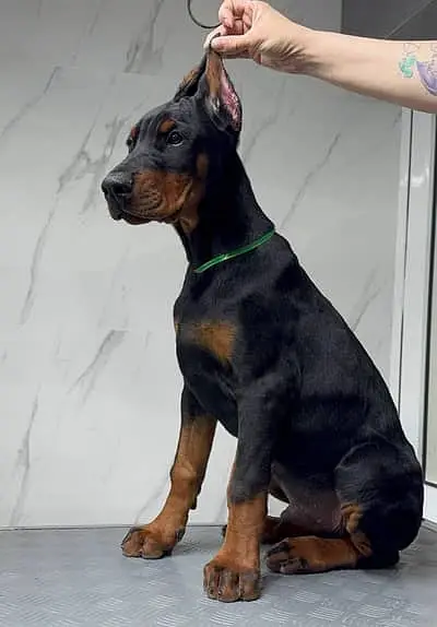 American Doberman Puppies 0322 0400167