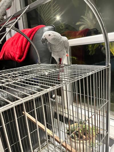 red factor African grey parrot for sale
