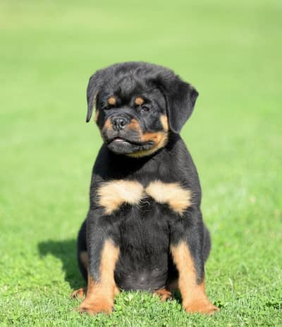 Rottweiler puppies | Dog Puppy | Punch Face Puppy for sale
