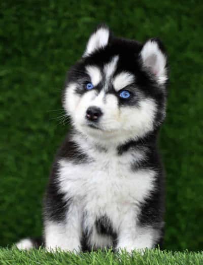 Siberian husky puppies 0330@54/06@115