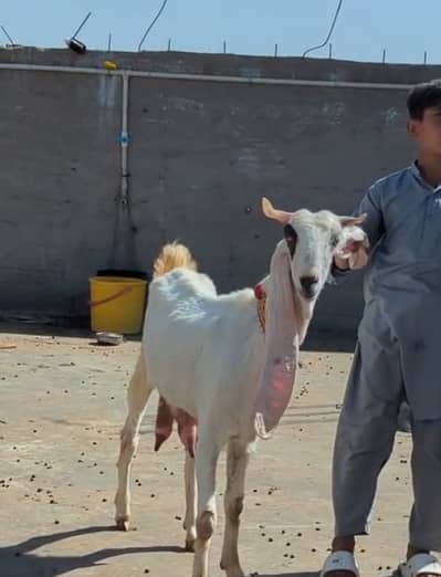 Doodh wali bakri kapli gulabi for sell | Call : 03132553189