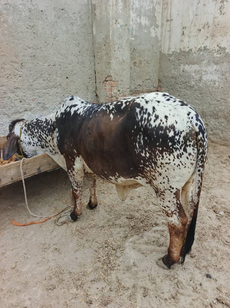 پیور چولستانی بچھی 0