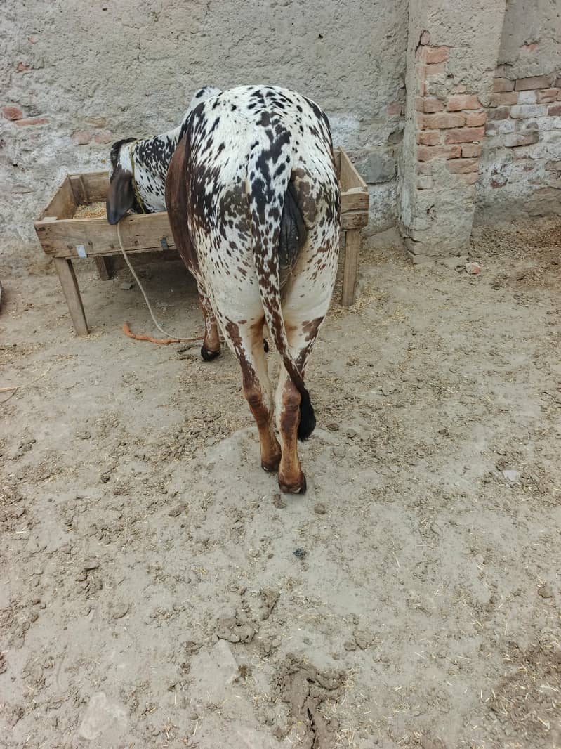 پیور چولستانی بچھی 1