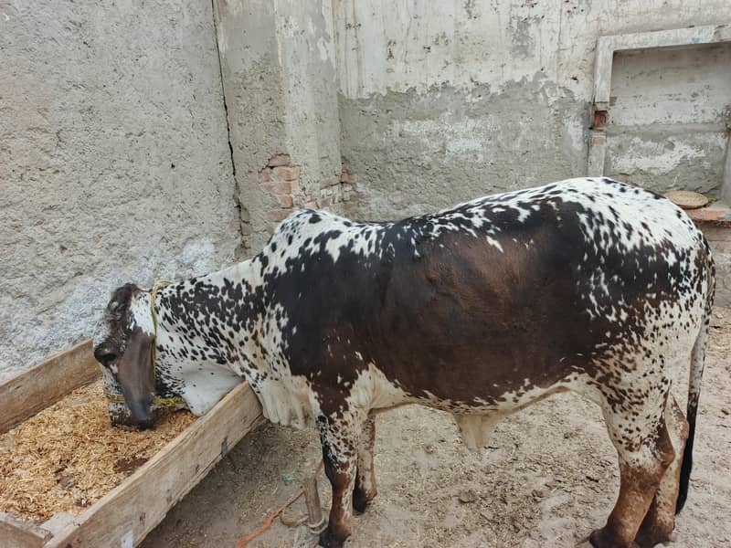 پیور چولستانی بچھی 2