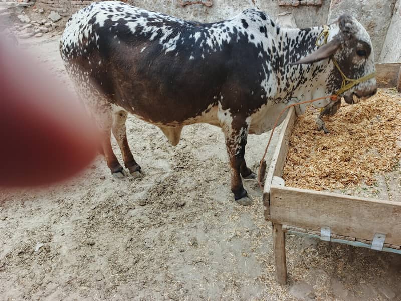 پیور چولستانی بچھی 3