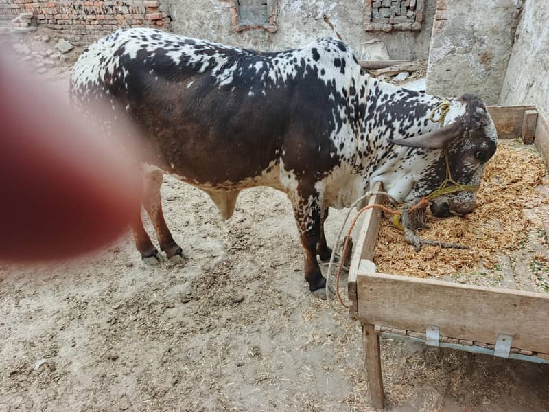 پیور چولستانی بچھی 4