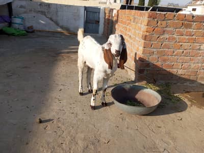 nasli Bakra dhoodh ka Pala Howa Masha Allah