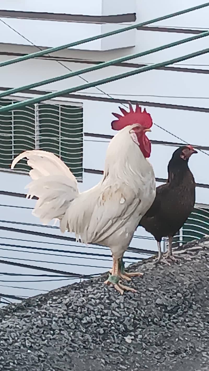 پیور وائٹ دیسی بانگی مرغا 0