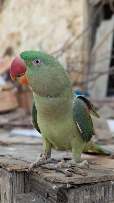Alexander parrot
