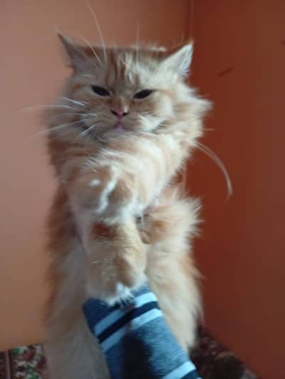 triple cotted female