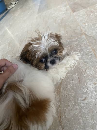 Shih tzu 2 months old