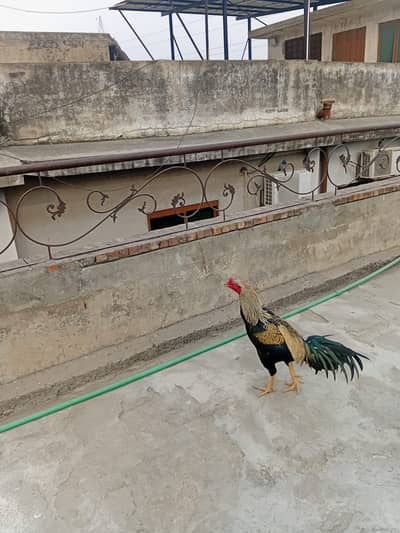 aseel | hen | eggs | Aseel Mianwali | breeder aseel Hens | مرغی