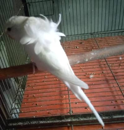 Hogoromo budgies pairs for sale.