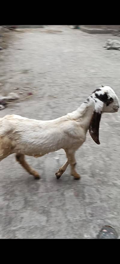 Aik bakra aik bakri full acitive