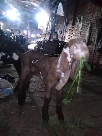 betlle shaira and kala daba breed