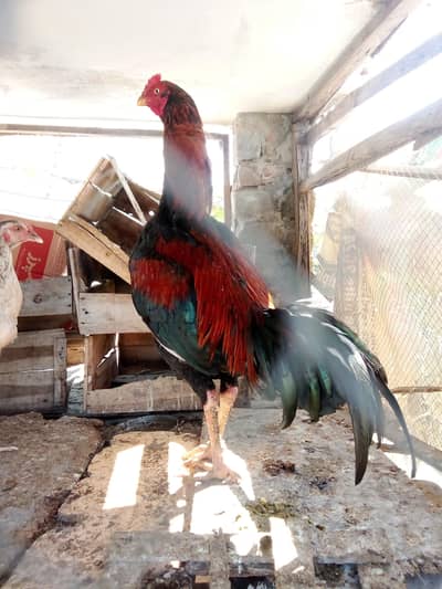 Aseel patha exchange ho skta hai Kisi achi chez ky sath