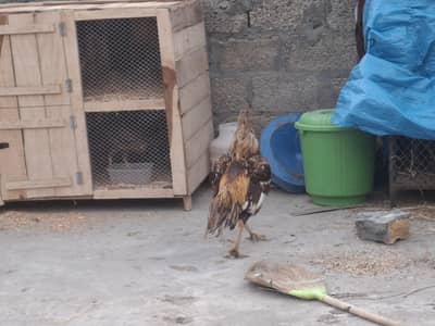 Aseel lasani eggs   Chiks