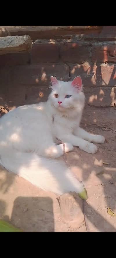 Persian cat female