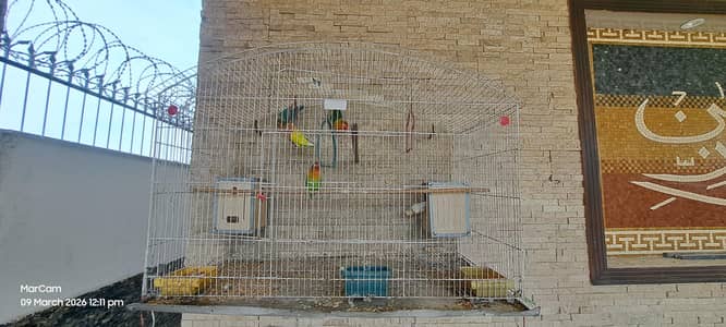 confirm breeder pairs, 2 are ring birds. with cage and boxes.