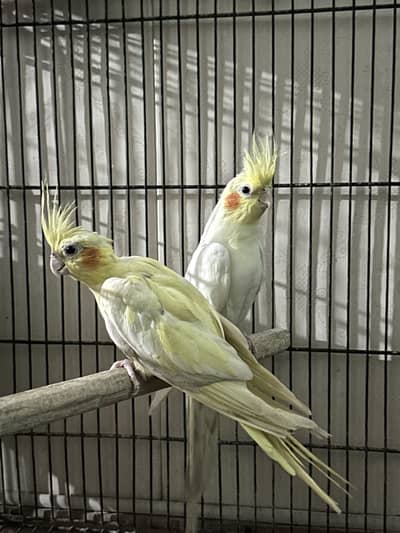 Cocktail Breeder Female For sale