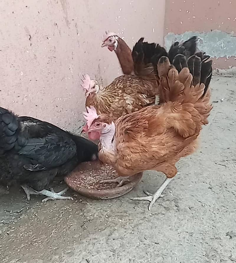 4 hens 0
