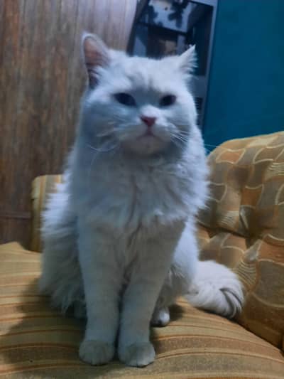 White male blue eyes