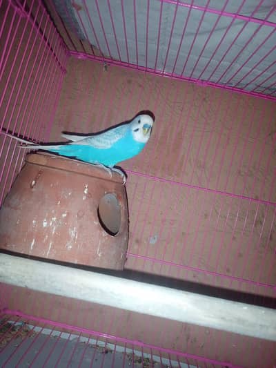 Budgie Pair Available, Australian Parrots