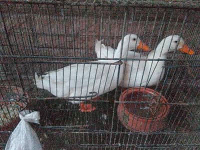 pair of duck