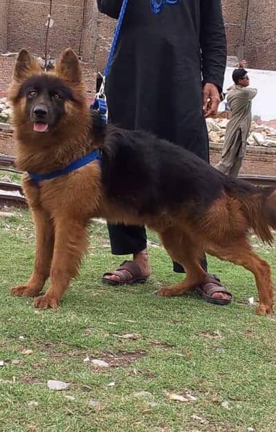 German Shepherd Dog | German Shepherd long coat Dog | GSD For sale