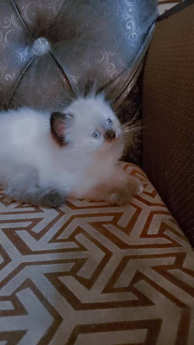 Himalayan,Sami doll face triple coated