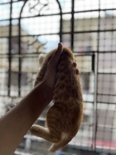 Cute persian kittens for sale