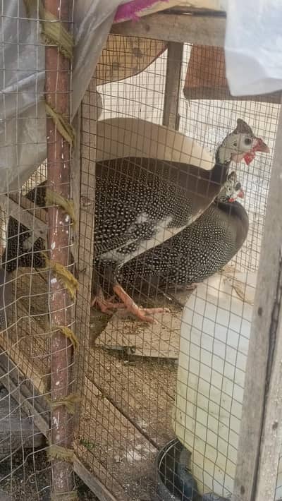 desi teetar pair for sale Guinea Fowl