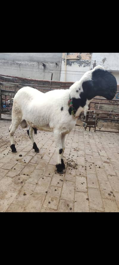 Mundra chatra/kajla chatra/chatra/bakra/sheep/bakri/dumba/kajli/mundra