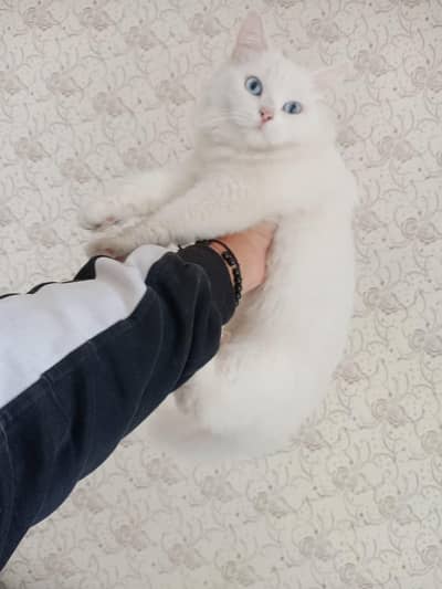 PERSIAN CATS BLUE EYES pair