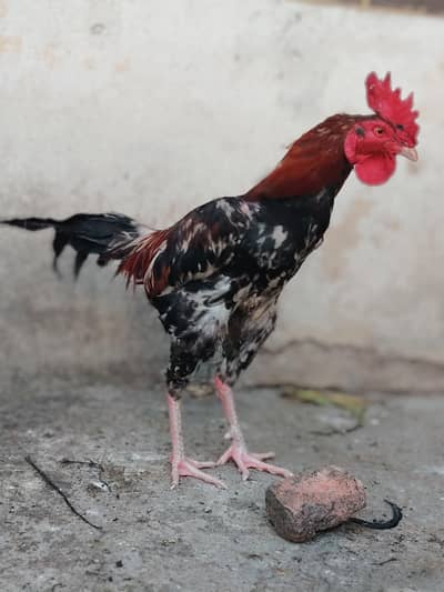 Begum Aseel For sale