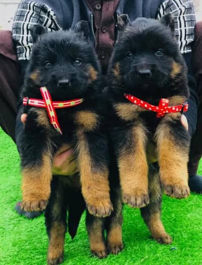 German Shepherd pupps | Long coat German pupps | GSD pupps