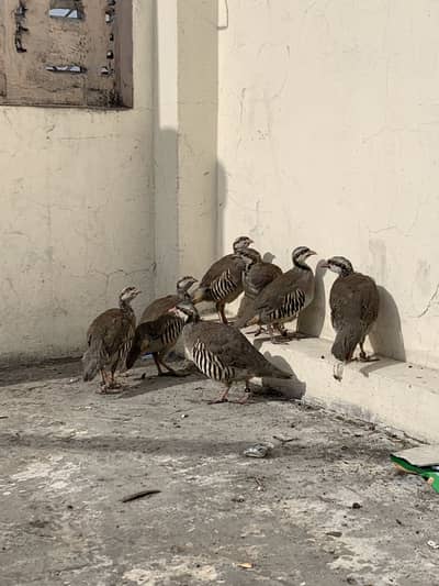 Irani Chand Chakor Available