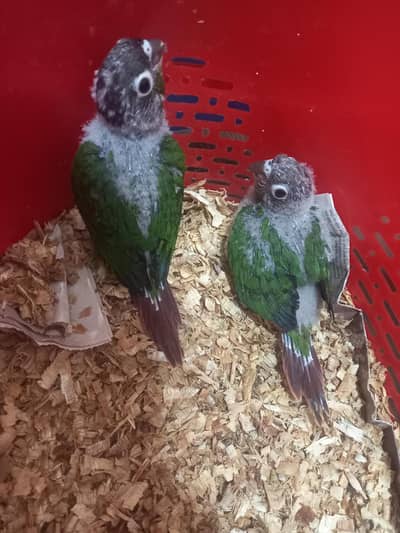 Green Cheeked Conure Chicks