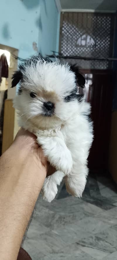 Shihtzu puppy