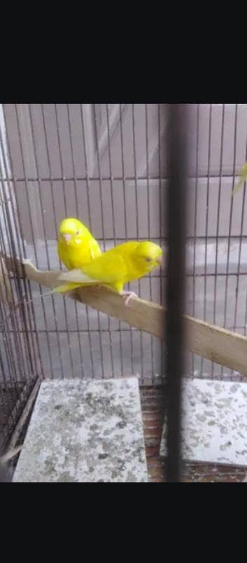 exchange available female to male