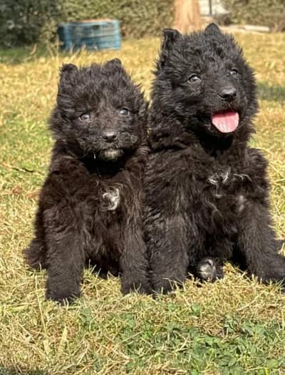 Black Shepherd pupps | Long coated black Shepherd | GSD pupps For sale