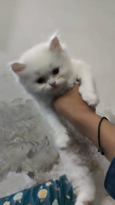 3 persian male kittens