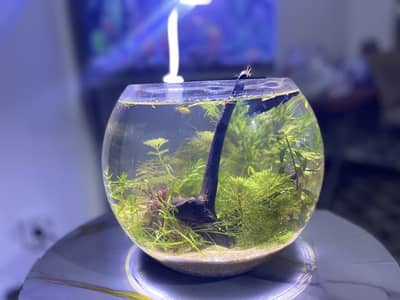 Aquatic Bowl with Natural Plants  Self maintenance Bowl