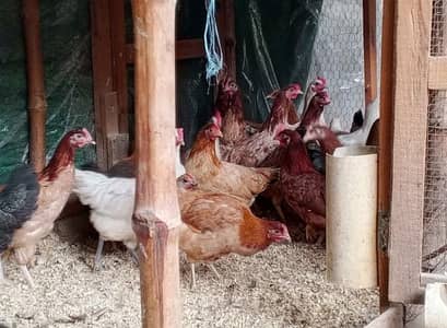 Golden Misri Desi hens| Desi murgi | Egg laying hens 03275029113