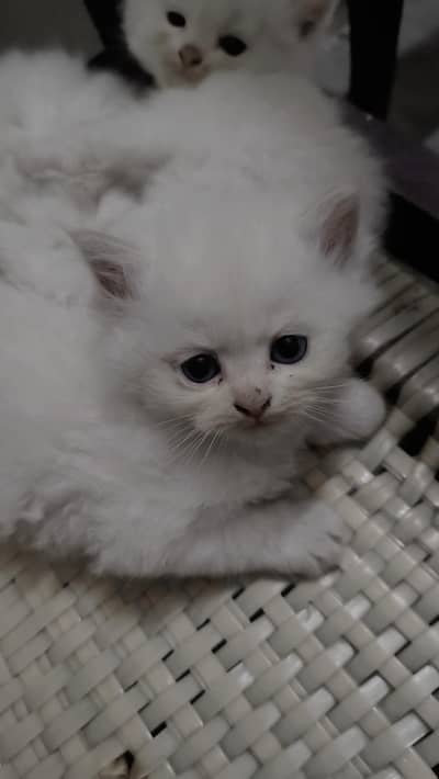 Persian kittens active & healthy